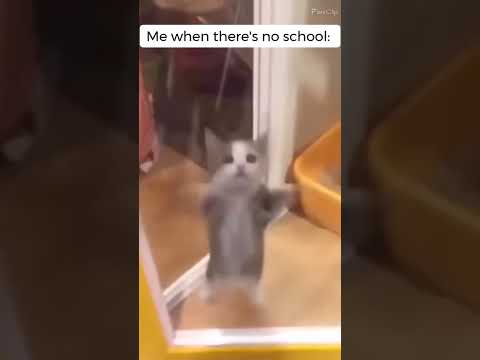 Me when there's no school #funny #meme #cat #happycat #lol #shorts #subscribe