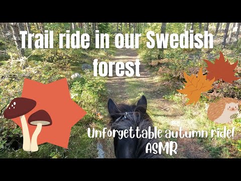Trail ride in our Swedish forest 🐴☀️🍁 | ASMR | GoPro Hero 10 | Icelandic Horse Adventures