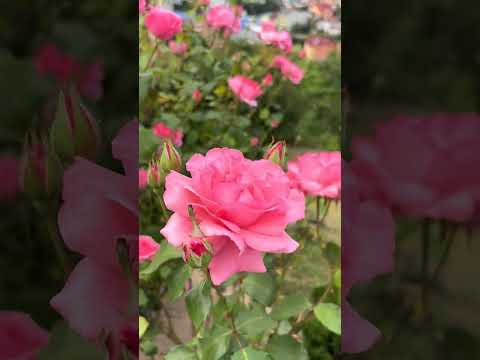 #roses #nature #flowers  #троянди #квіти Краса просто є. Як троянда, що цвіте.