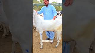 Sasta Bada bakra 2025 Bakra Eid video viral Qurbani 2025 ka bakra
