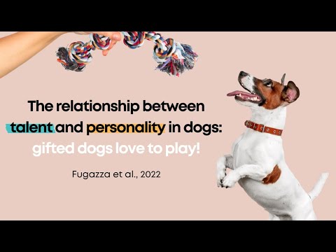 Gifted dogs are more playful!