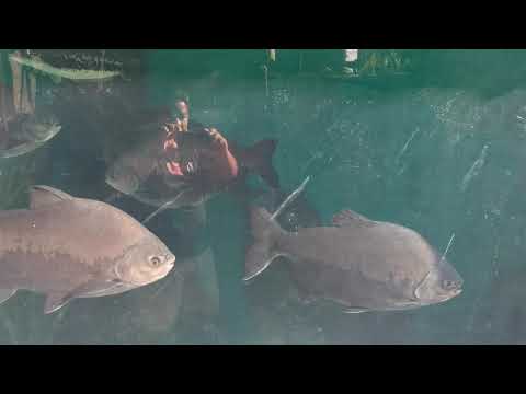 Moster fish aquarium - 75,000 liters aquarium