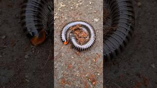 Two giant black African millipedes p2😲#shorts#millipede#blackmillipedes#funny
