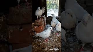 #pigeon #kabootar #kabutar #birds #facts #knowledge #new #fact #factsmine #trending #pets