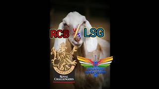 RCB vs LSG in IPL playing 11#shorts#ipl2023#viral#sg#rcb#rcbvlsg#cricketlovers#shortvideo