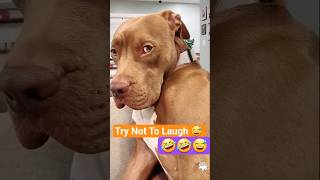 Try Not To Laugh 🤣 Funny Dogs Moments #funnyvideo #Funnydogs #dogs #dogshorts #laugh #reaction