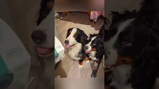 Animals React to Magic Tricks! 😲🐶 Pure Confusion Gold