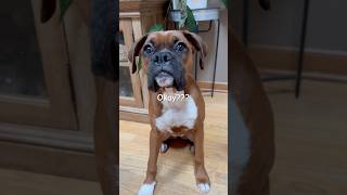 🤣 My dog’s favorite hobby #danithegirlboxer #boxerlove #boxerpuppy #boxerdog #funny