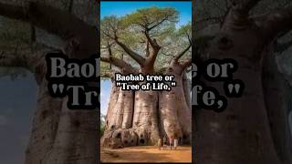Baobab Tree Or "Tree of life" #baobab #baobabtree #trees #africa #australia #madagascar