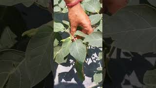 Dathura ka #paudha #plant #dhatura ka paudha #ayurvedic