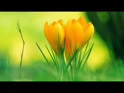 relaxing music 24/7 study,sleep,Relax,Work,Meditation