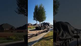 Rollin Up #shorts #tree #tress #earth #landscape #landscaping #new #install #design