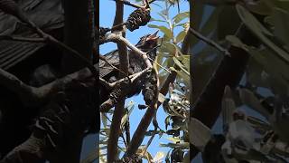 Incredibly Loud Koel Call! 🔊🙉 #nature #wildlife #birdsounds