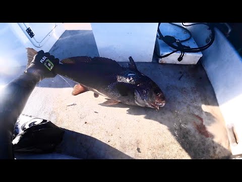 How to BBQ Fresh Fish Fillets | 2 recipes | Spearfishing CATCH n COOK