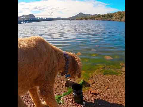 Best Lake View in AZ-Butcher Jones Trail-Saguaro Lake #views #explore #arizona