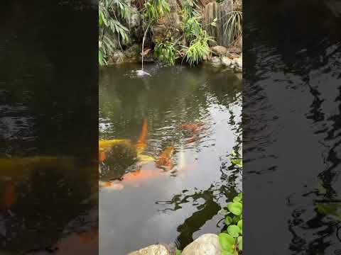 Beautiful Aquarium - A Peaceful Moment for Your Soul