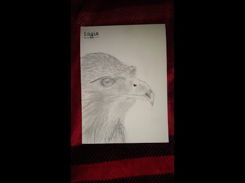 Drawing of EAGLE