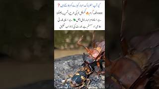 Boiling bug🐞Attack🔥#bombardierbeetle #naturefacts #nature #wildlife #shorts