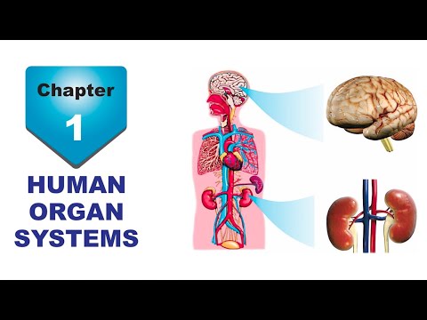 HUMAN ORGAN SYSTEMS
