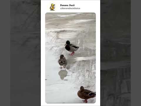 wow 😂 #duck #cuteducks