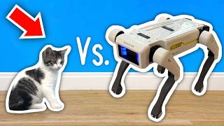 Kitten Vs. Robots!