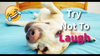 Try Not To Laugh | Funny Pet Video Compilation