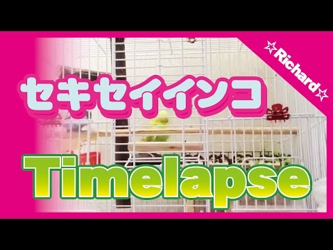 【タイムラプス】セキセイインコの一日 One day of two budgerigars 〔001〕