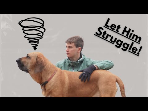 The Lost Art of Frustration Tolerance in Dog Training