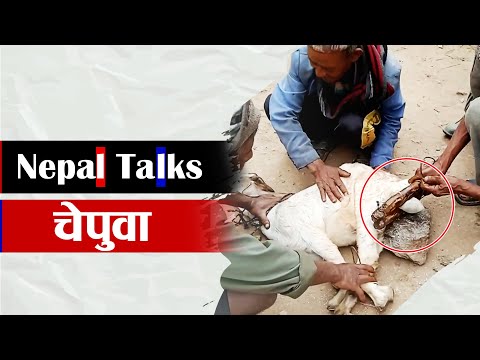 भाले पशुकाे राजखानी चेप्ने यन्त्र ।। Chepuwa  ।। Nepal Talks