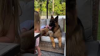 The 3 Most Drama queen Dog Breeds