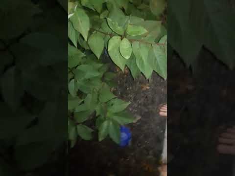 Frog found in Glover Park