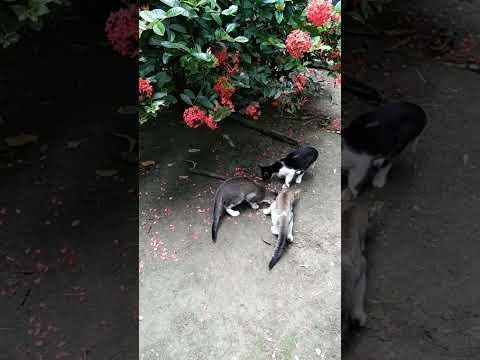 Funny Cat's eating Chicken Feed! | Baby Kittens | Cute Kittens#viralvideo