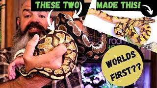 Ball Python Clutch Reveal: Worlds First Combo! (probably)