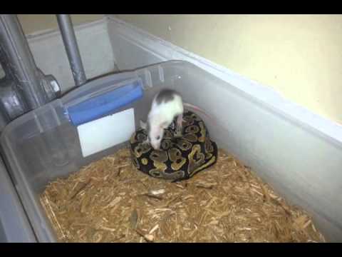 Fire Ball Python eating