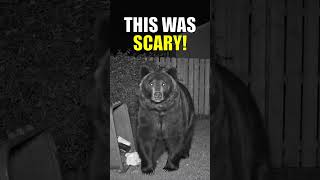 Night Camera Caught a Huge Bear INSIDE!