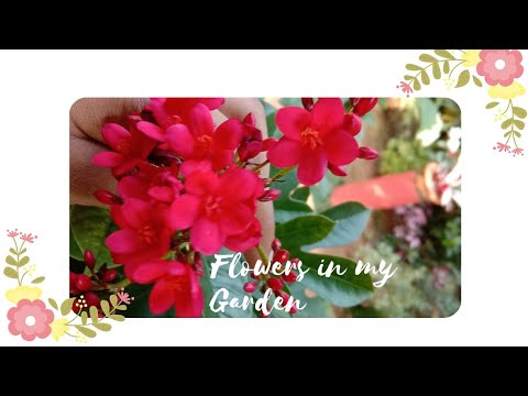 Flowers in my Garden