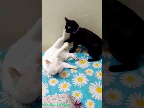 মিনু আর চারকোল অনেক দুষ্টামি করে 🤣😂😎 #ytshorts #catlover #funny