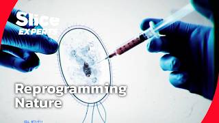 The Scientists Rewriting the Code of Life | PART 2 | SLICE EXPERTS