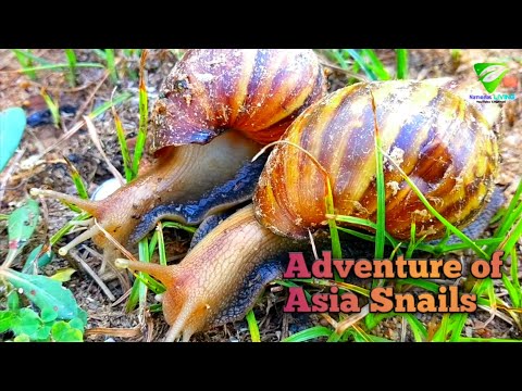 Adventure of Asia #Snails #Natural living in #Asia