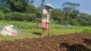SUPER PRACTICAL FARMER’S HAND TECHNIQUE USING SIMPLE TOOLS – ONE HIT HOLE! -agriculture farming