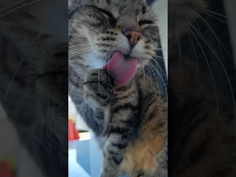 Cat Videos For Cats To Watch Music((🤩😍💖)) #shorts #catlover #viral #cat #cute