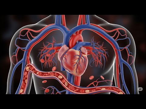 Boost Your Bio Grade: The Blood Explainer