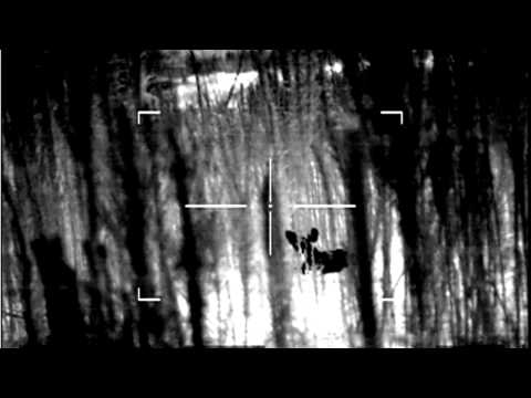 Sleeping Coyote Spotted with Thermal