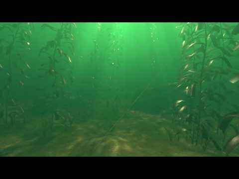 Kelp Forest