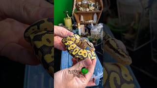 Shipping Snakes! #molinarosnakelab #diy #reptiles #snakebreeding #python #royalpython #ballpython