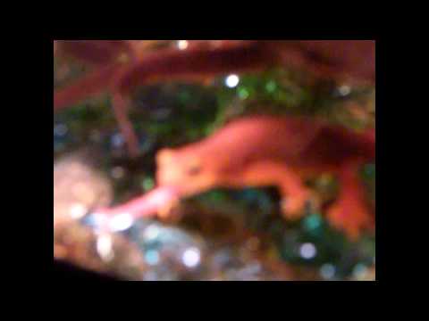 NEWT UPDATE(setup+feed+eggs)
