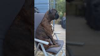 Sweet boxer Sammie 😍😍😍 #boxerlove #boxerfun #boxerfamily