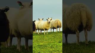 Faroe Islands | Europe’s Forgotten Wilderness 🇩🇰🌊 #travelshorts