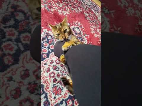 Bengal attack 🐆