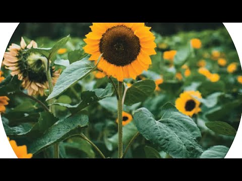 Adobe Illustrator simple trick picture convert for Any shapes easily urdu / hindi